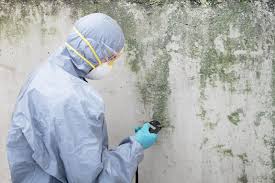 Best Real Estate Mold Inspection  in Williamsville, NY